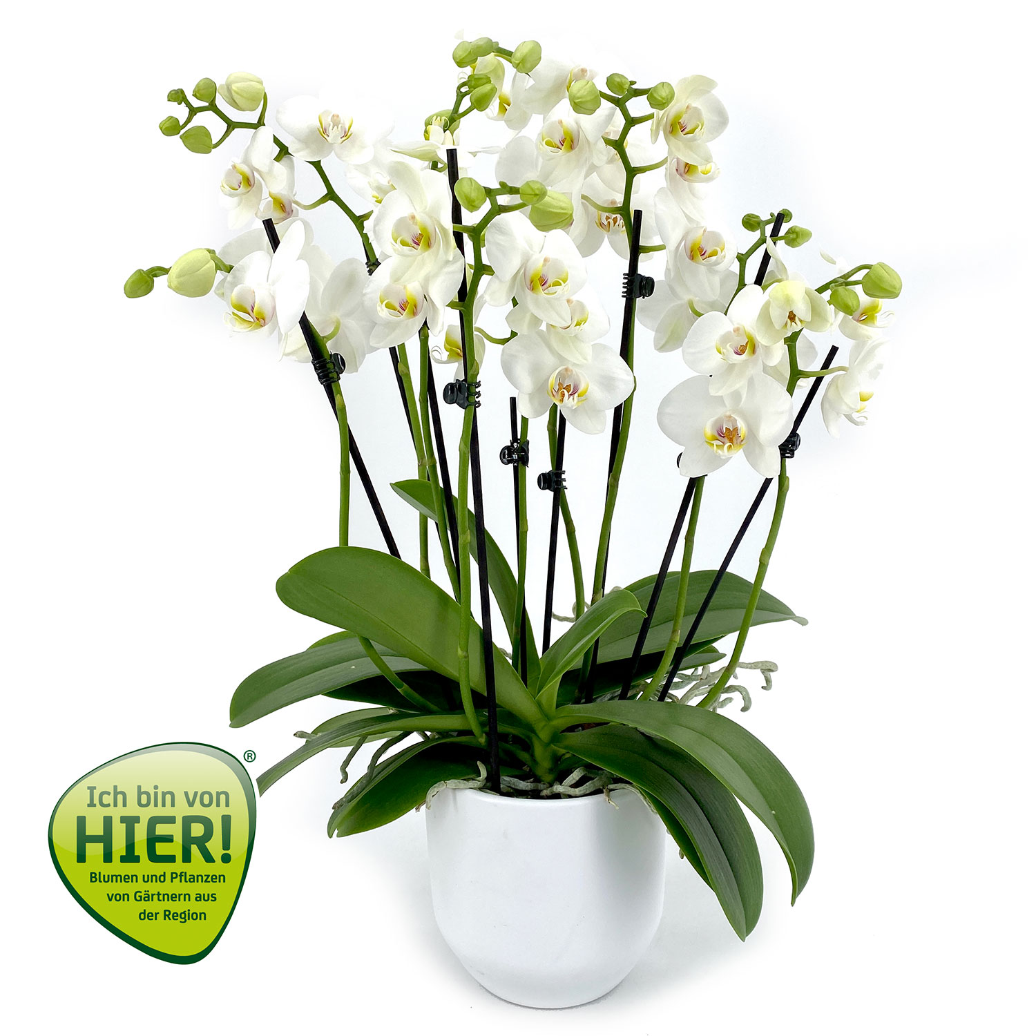 orchideen ibvh 01